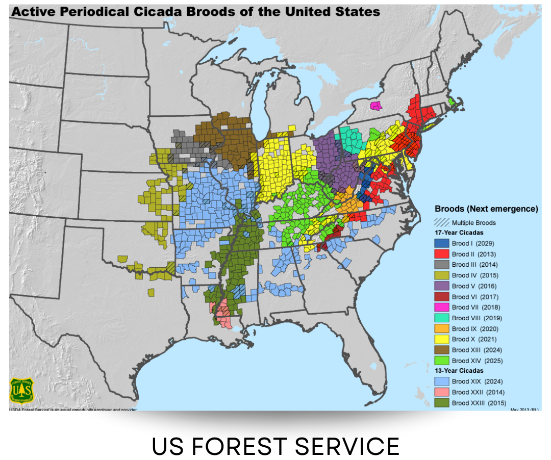 US Service Cicada Brood Map